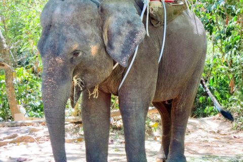 泰国普吉沙法里象园 ไอส์แลนด์ ซาฟารี