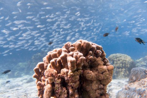 泰国普吉岛安迪潜水体验 Andy's Scuba Diving