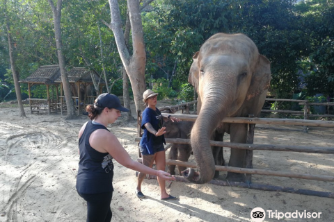 泰国普吉丛林大象保护区 Elephant Jungle Sanctuary Phuket