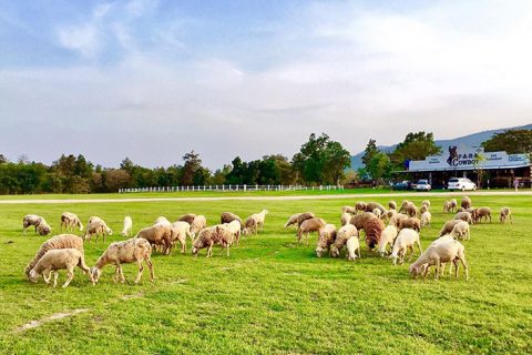 清迈Farm Cowboy农场丨当地人爱去的农场，连明星都大赞舒服